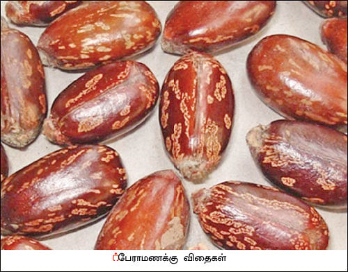 நல்மருந்து - தெரிந்த செடிகள்... தெரியாத பயன்கள்! - 10