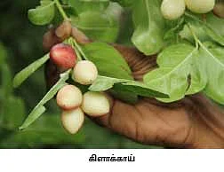 காசு... பணம்... துட்டு... மரம், மரம்!