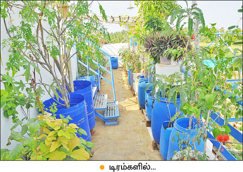 வீட்டுக்குள் விவசாயம் - 2