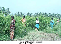 ஏக்கருக்கு 4 லட்சம்... நெகிழ வைக்கும் நேரடி விற்பனை...