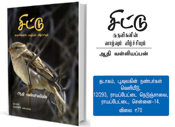 சிட்டு