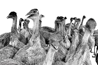 பரிதாப ஈ.மு... பரிதவிக்கும் மக்கள்!