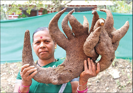 மண்புழு மன்னாரு: சத்து நிறைந்த சர்க்கரைவள்ளியும் மதிப்பு மிகுந்த மரவள்ளியும்!