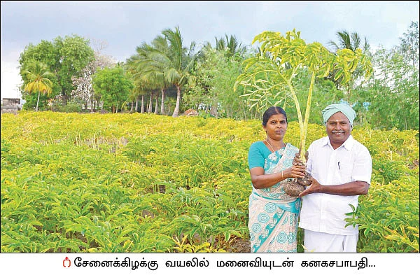 ஆடிப் பட்டத்துக்கு ஏற்ற சேனைக்கிழங்கு!