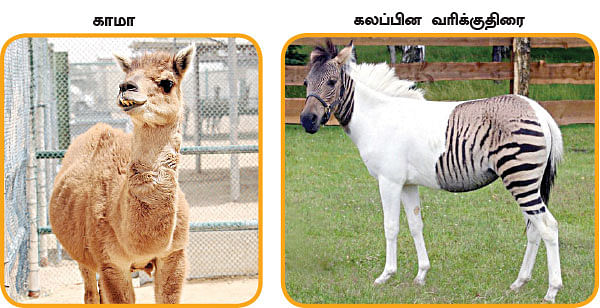 மாயா டீச்சரின் மந்திரக் கம்பளம் !