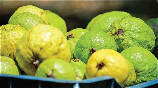 ஆண்டுக்கு ரூ4 லட்சம்... வறட்சியிலும் வாழ வைக்கும் இயற்கை கொய்யா!