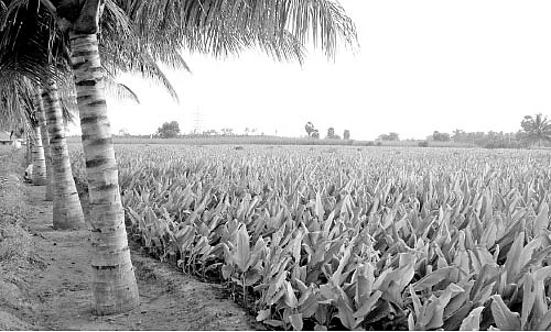 மழைக்கால பயிர் பாதுகாப்பு மற்றும் முன் எச்சரிக்கை...
