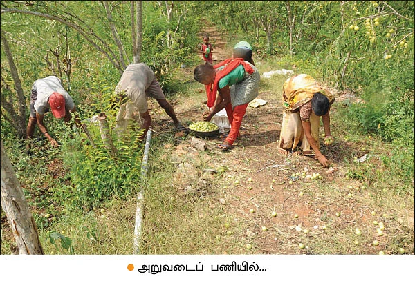 அன்று 10 ஏக்கர்... இன்று 200 ஏக்கர்! - மதிப்புக்கூட்டல் ‘நெல்லி’யில் மகத்தான வெற்றி!