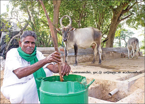 பஞ்சகவ்யா! - 22 - அன்று சாணிப்பால்... இன்று பஞ்சகவ்யா! மானாவாரியிலும் மகத்தான மகசூல்!