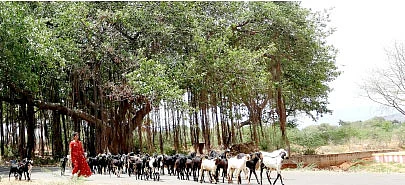 தண்டோரா
