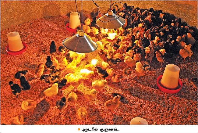 பணம் குவிக்கும் பண்ணைத்தொழில்கள்! - 2 - 380 தாய்க்கோழிகள்... 40 சேவல்கள்... மாதம் ரூ. 2,25,000 - நல்ல லாபம் கொடுக்கும் நாட்டுக்கோழிகள்!