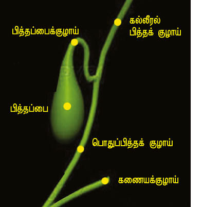 இப்படிக்கு வயிறு! - 10