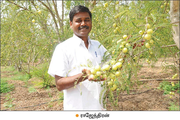 அன்று 10 ஏக்கர்... இன்று 200 ஏக்கர்! - மதிப்புக்கூட்டல் ‘நெல்லி’யில் மகத்தான வெற்றி!