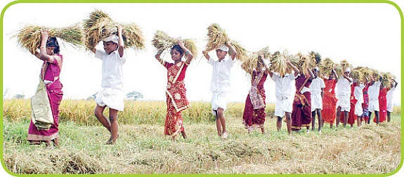 குட்டி விவசாயிகளின் ஜாலிப் பொங்கல் !