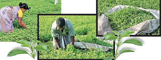 தினமும் திருப்பதிக்கு துளசி!