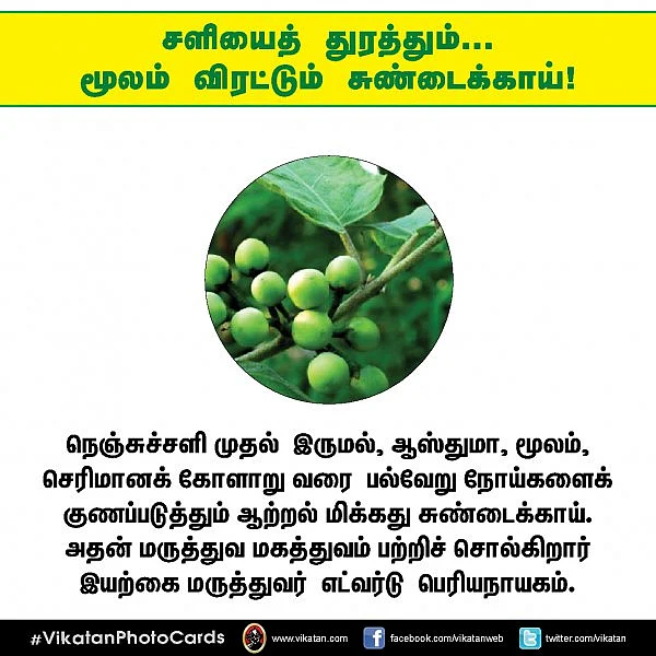 சளியைத் துரத்தும்... மூலம் விரட்டும்... சுண்டைக்காய்! #VikatanPhotoCards