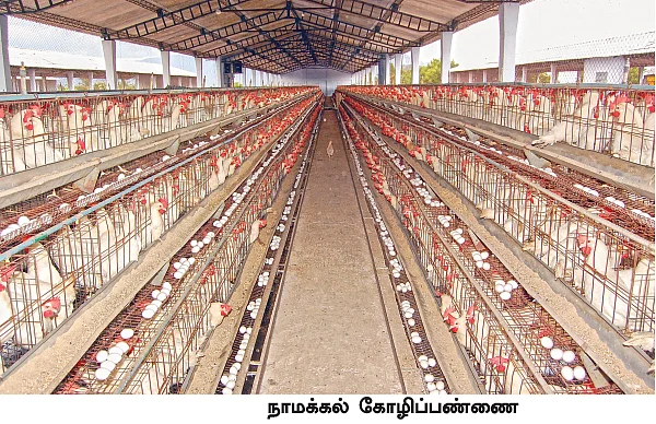 மாட்டு இறைச்சியைத் தொடர்ந்து... கோழி