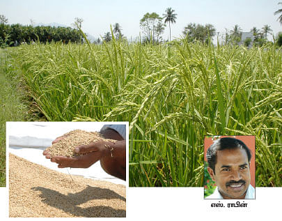 நீங்கள் கேட்டவை - ''கிச்சிலி சம்பா, பாரம்பரிய நெல் ரகமா..?''