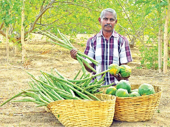 2 ஏக்கர், ரூ. 3,74,000... ‘நச்’ லாபம் கொடுத்த நாட்டுப் பப்பாளி, யாழ்ப்பாணம் முருங்கை!