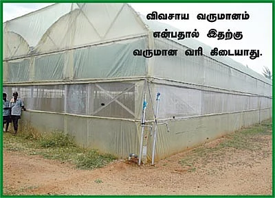மிளகாய் இனிக்குமா?