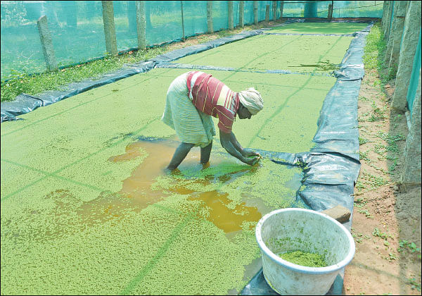 நீங்கள் கேட்டவை: வீட்டுத் தோட்டத்துக்கு ஏற்ற சிறகு அவரைக்காய்!