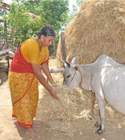 நீங்கள் கேட்டவை: முறிந்த மா மரம், காய்க்குமா..?
