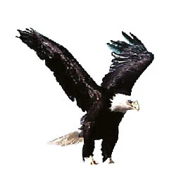 மிஸ்டர் கழுகு; எல்லாமே 7