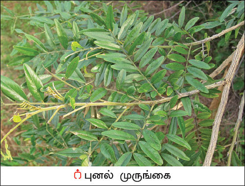 நல்மருந்து தெரிந்த செடிகள்... தெரியாத பயன்கள்! - 15