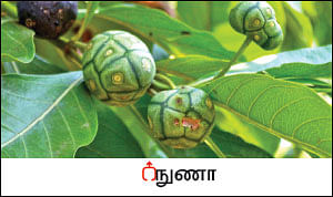 நல்மருந்து - தெரிந்த செடிகள்... தெரியாத பயன்கள்! - 9