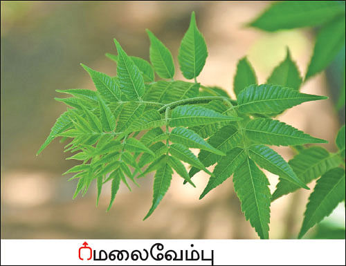 நல்மருந்து - தெரிந்த செடிகள்... தெரியாத பயன்கள்! - 7