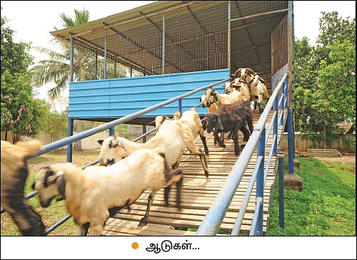 அன்று தொழிலதிபர்... இன்று இயற்கை விவசாயி!