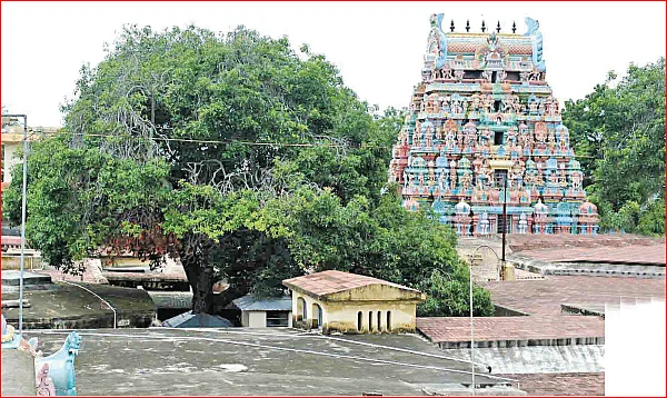 அம்மன் காசு!