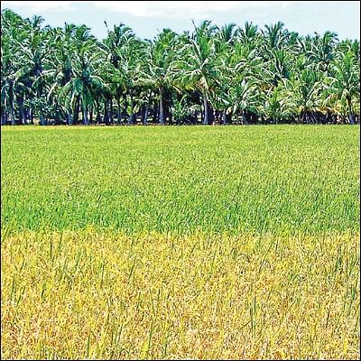 குறைந்துபோன நெல் சாகுபடி... அழிந்துபோன பாரம்பர்ய ரகங்கள்!