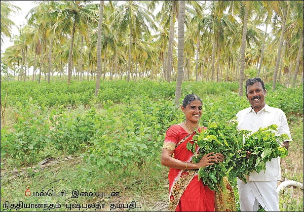 5 ஏக்கர்... மாதம் ரூ 1 லட்சம் வருமானம்... ஜெயிக்க வைத்த ஜீரோ பட்ஜெட் மல்பெரி