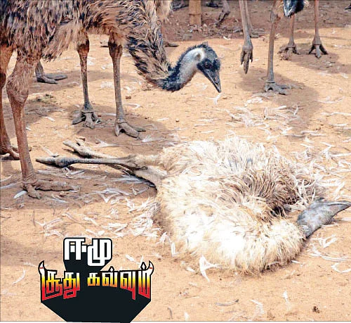 ஈமு ‘சூது கவ்வும்’