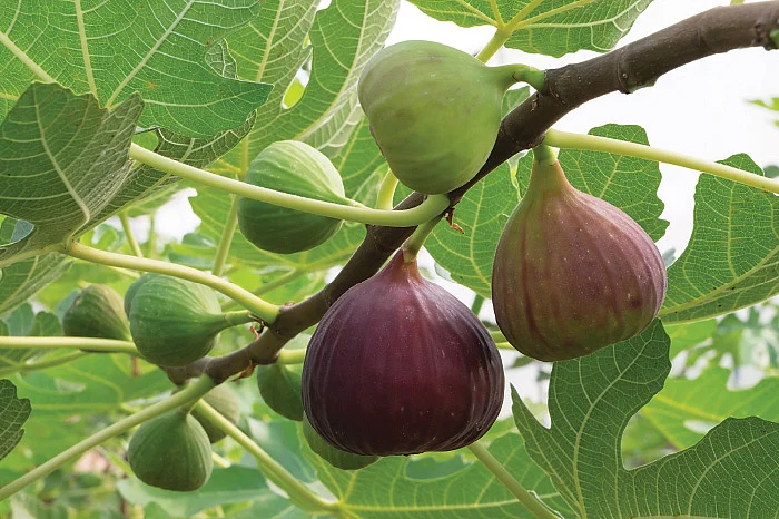 பெரும்பாடு - வெள்ளைப்படுதல்...குணமாக்கும் அத்திப்பால்!