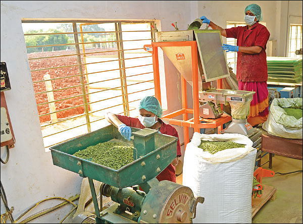 கொஞ்சம் ப்ளஸ்... நிறைய லாபம்! - முருங்கை மதிப்புக் கூட்டலில் முத்தான லாபம்! - 17