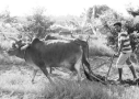 ஒரு நாள் விவசாயி