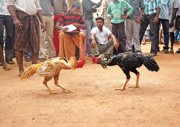 சங்கரபாண்டியன் சேவல்!
