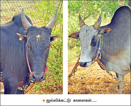பணம் குவிக்கும் பண்ணைத் தொழில்கள்! - 1 - கிர், காங்கிரஜ்... தினமும் 50 லிட்டர் பால்...ரூ.1,750 லாபம்!