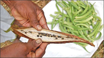 அரை ஏக்கர்... 150 நாள்கள்... ரூ. 60 ஆயிரம் லாபம்! - அள்ளிக்கொடுக்கும் ஆனைக்கொம்பன் வெண்டை!