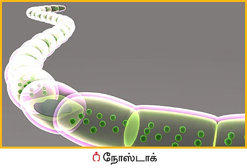 பயன்பாட்டுக்கு வராத ‘பலே’ பாக்டீரியாக்கள்! - உதவிக்கு வரும் உயிரியல் - 13