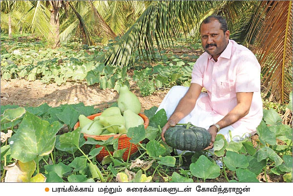 ஊடுபயிரில் உன்னத லாபம்... - உற்சாக விளைச்சல் தரும் இயற்கை நுட்பம்!
