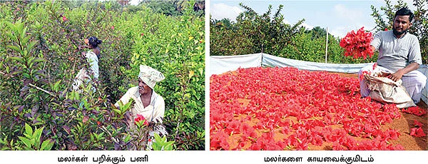 கிலோ 160 ரூபாய்... மாசத்துக்கு 240 கிலோ...