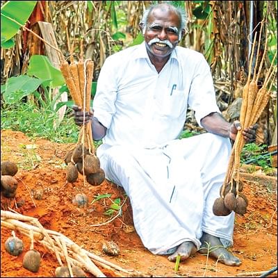 உழவில்லை... உரமில்லை... பராமரிப்பில்லை! - பட்டையைக் கிளப்பும் பனங்கிழங்கு சாகுபடி!