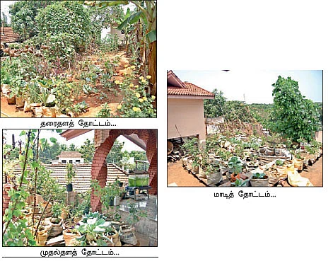 10 சென்ட்... 100 பயிர்...