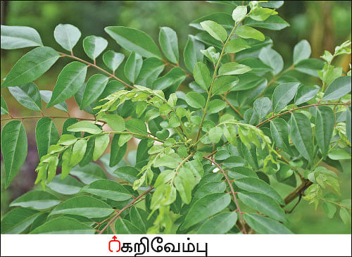 நல்மருந்து - தெரிந்த செடிகள்... தெரியாத பயன்கள்! - 7