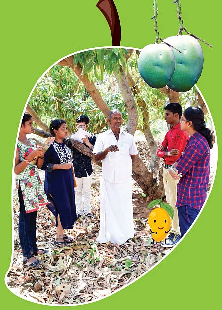 உலகம் சுவைக்கும் கனி! - மாந்தோப்பு டு மாம்பழக் கடை