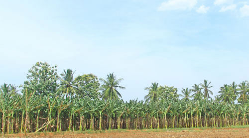 ஒரு ஏக்கர்... ரூ 2,70,000 வருமானம்... நட்டமில்லா விவசாயத்துக்கு கைகொடுக்கும் நாடன் வாழை!