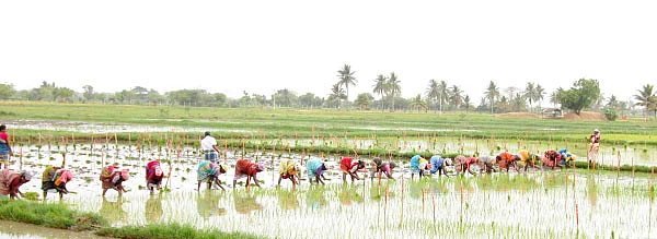 உயிர் உரங்களுக்கு மரியாதை!